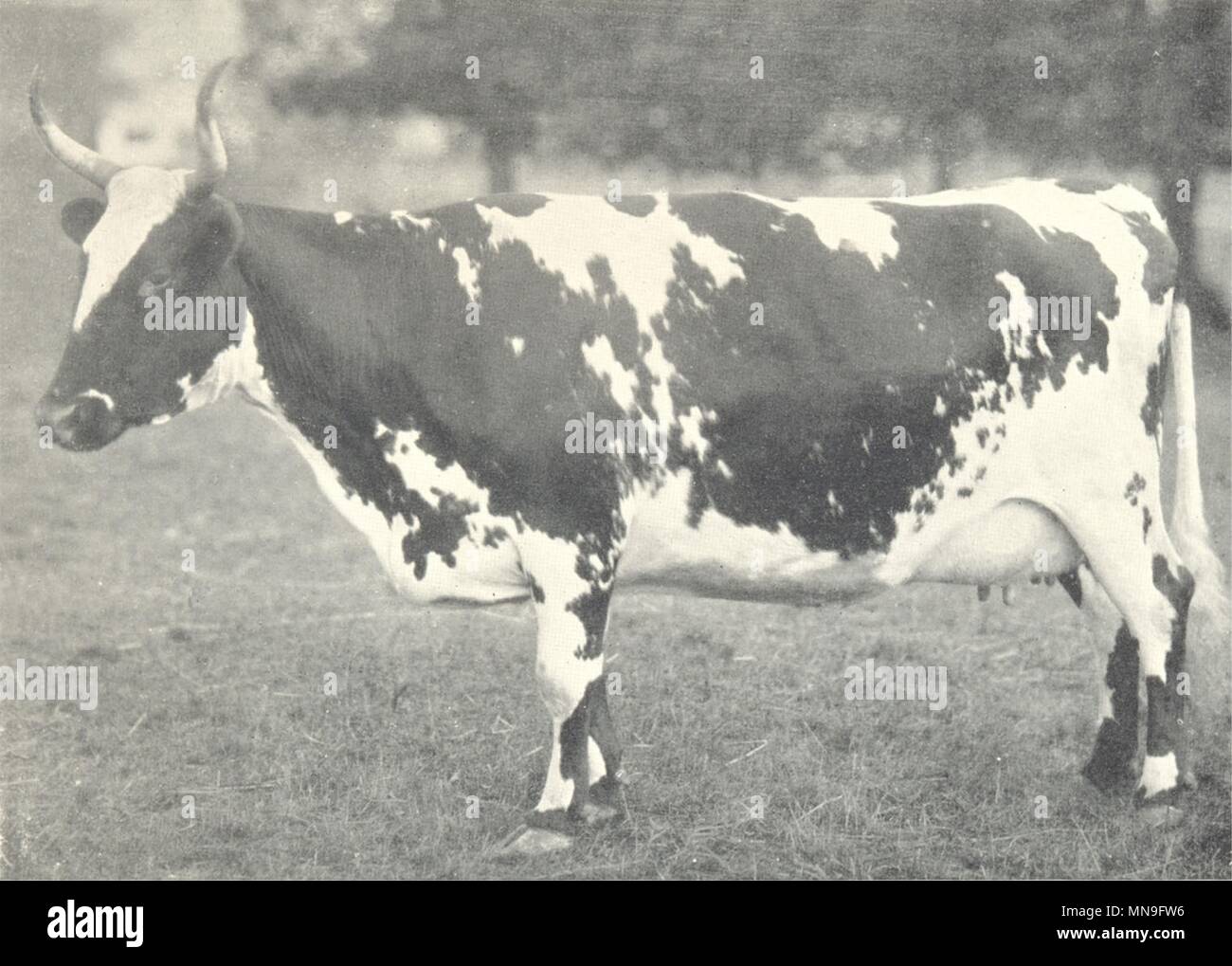 AYRSHIRE COW. 'Dairymaid'; 1st prize winner at the H&AS show, 1906 1912 print Stock Photo