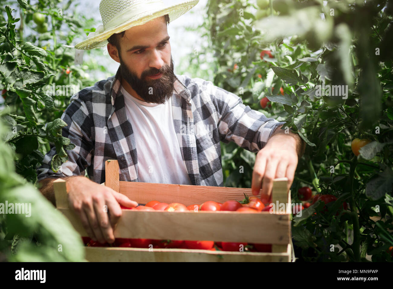 Male farmer picking fresh tomatoes from his hothouse garden Stock Photo ...