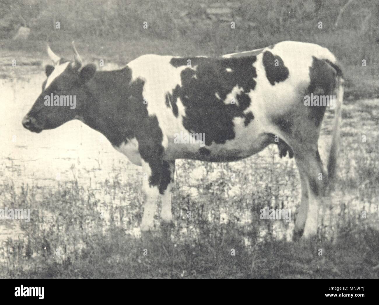 Cattle Brittany Cow 1912 Old Antique Vintage Print Picture Stock Photo Alamy