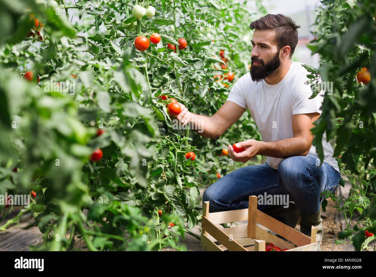 Organic farmer checking his tomatoes in a hothouse Stock Photo