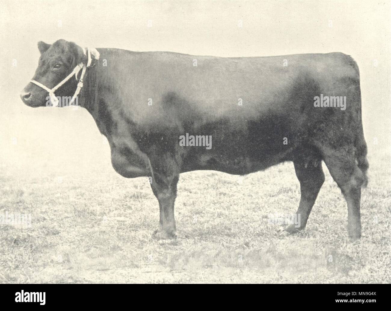 GALLOWAY COW. 'Nancy Lee II of Castlemilk' H&AS show prizewinner 1899 1912 Stock Photo