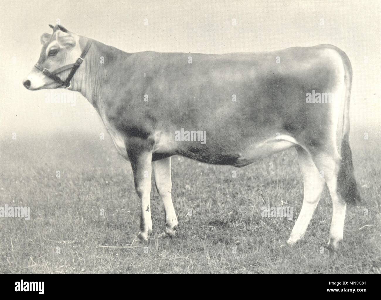 CATTLE. Jersey Heifer 'Frolic' winner first prize RASE show 1907 1912 print Stock Photo
