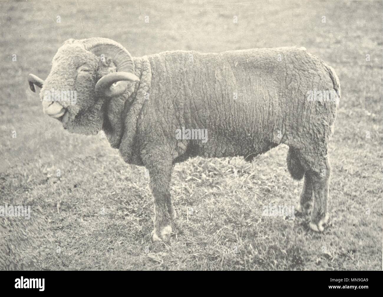 French ram hi-res stock photography and images - Alamy