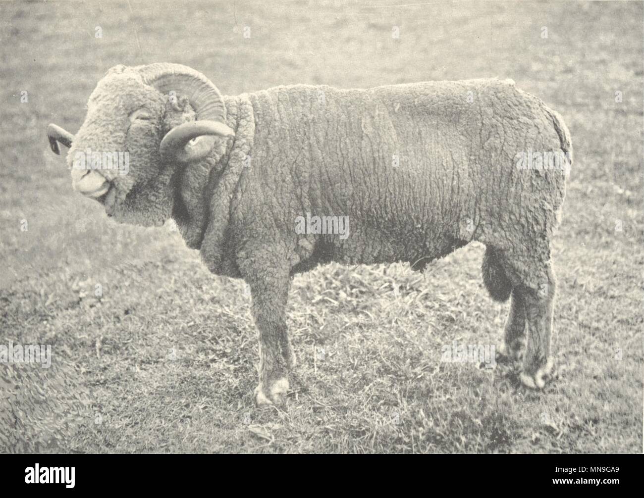 SHEEP. French Rambouillet Ram (Shorn) 1912 old antique vintage print