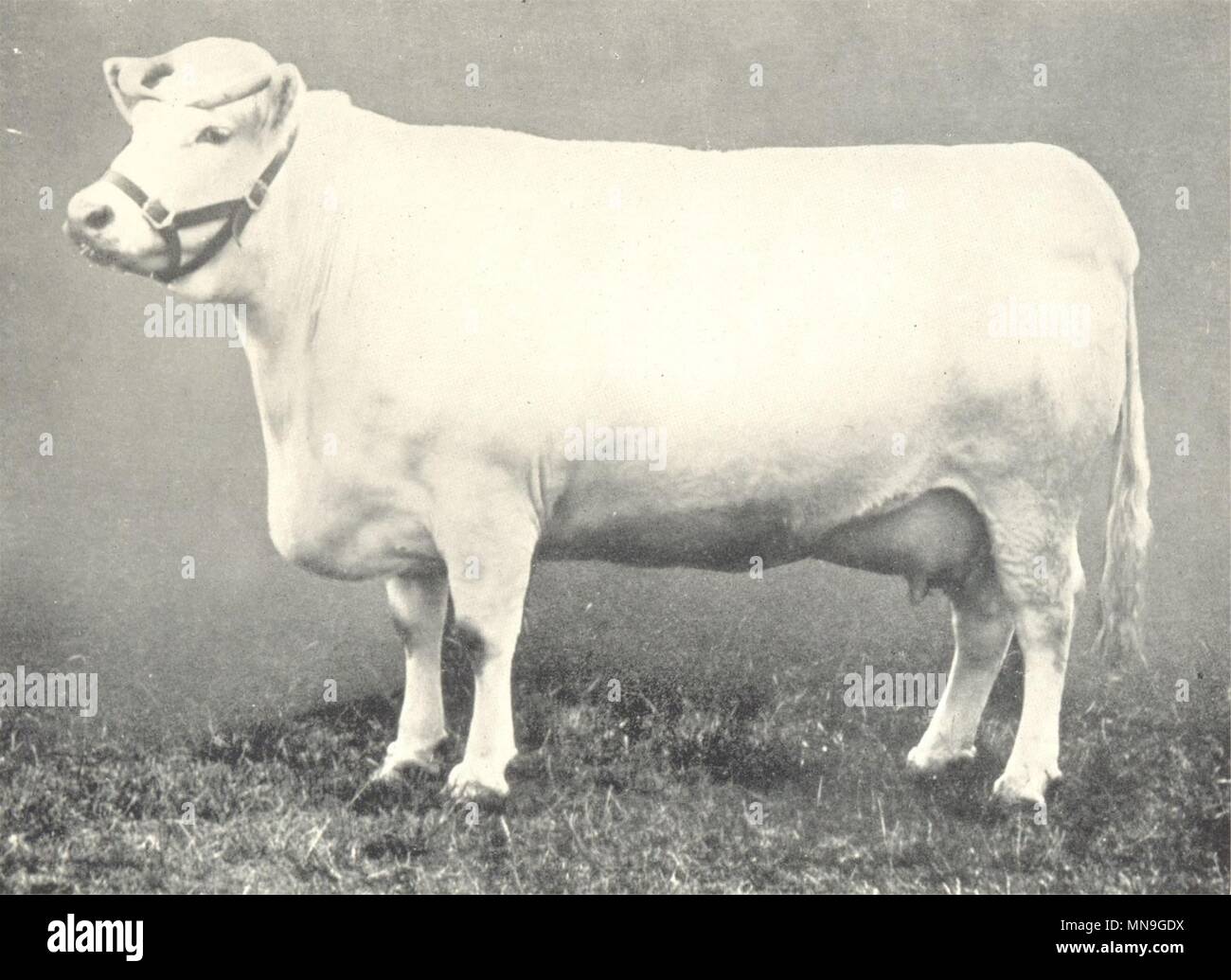 CATTLE. Shorthorn Cow 'White Heather' Champion at RASE show 1901 1912 print Stock Photo