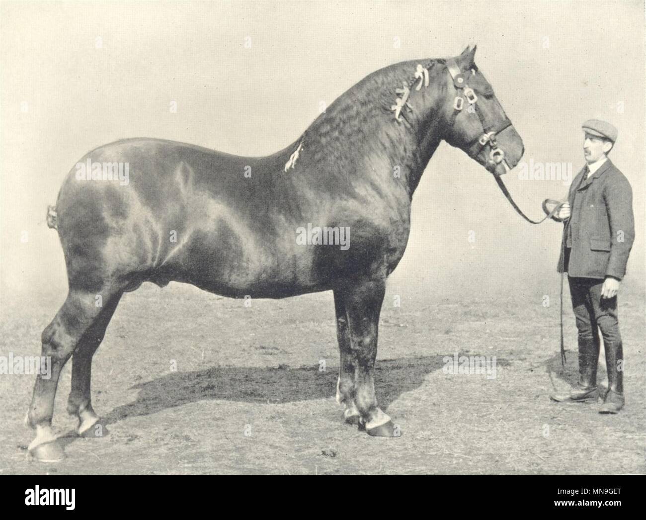 HORSES. Suffolk Stallion-'Bawdsey Laddie' first at RASE. show, 1910 1912 print Stock Photo