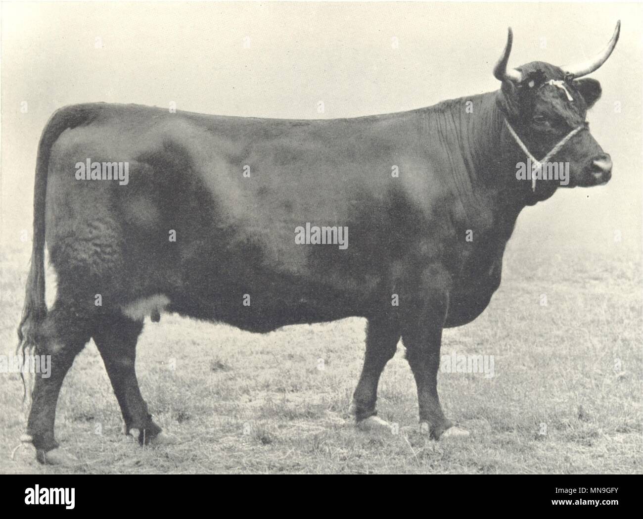 CATTLE. Welsh Cow 'Glyn Mair' first at RASE show 1910 1912 old antique print Stock Photo