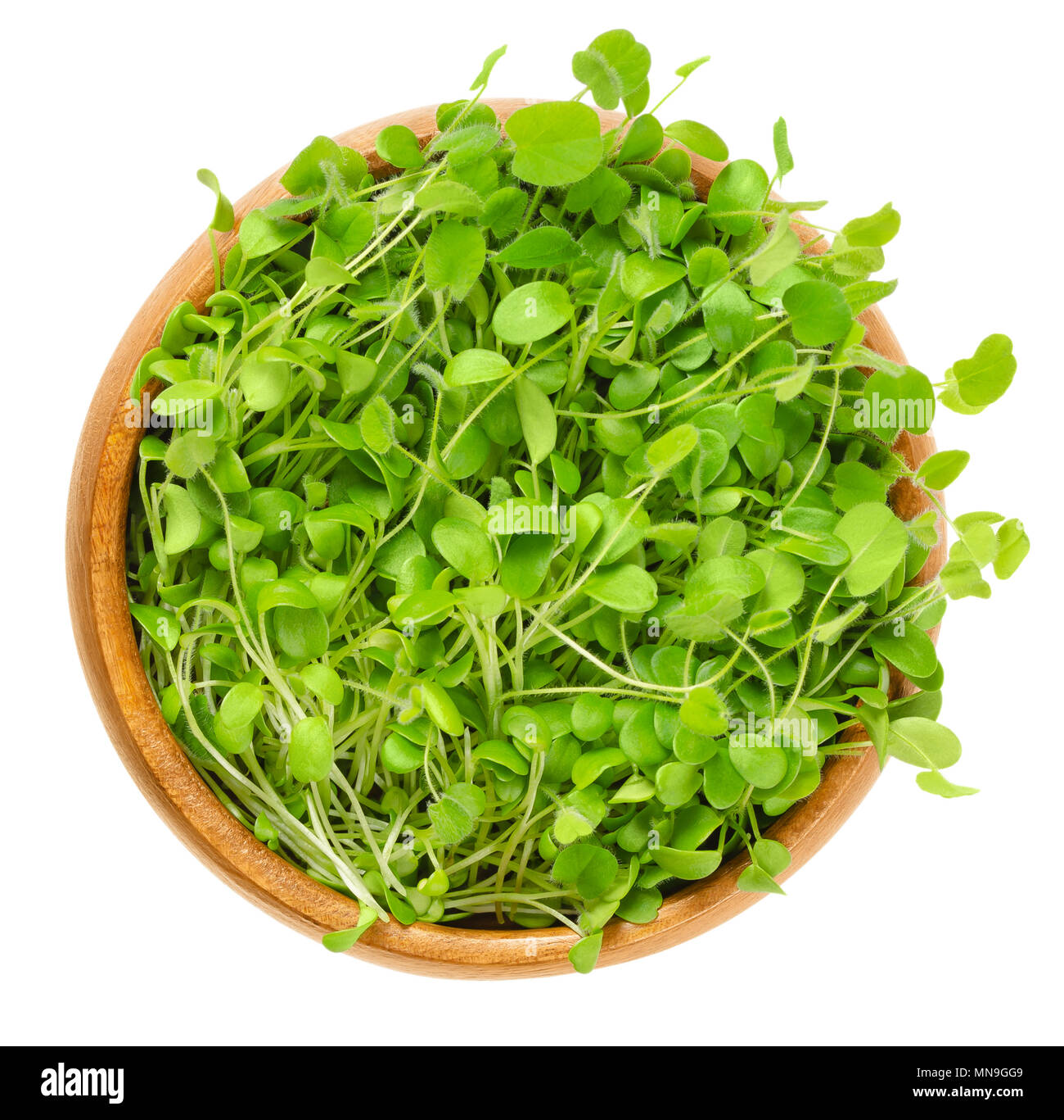 Crimson clover microgreen in wooden bowl. Young plants, seedlings, sprouts, shoots and cotyledons of Trifolium incarnatum, also called Italian clover. Stock Photo