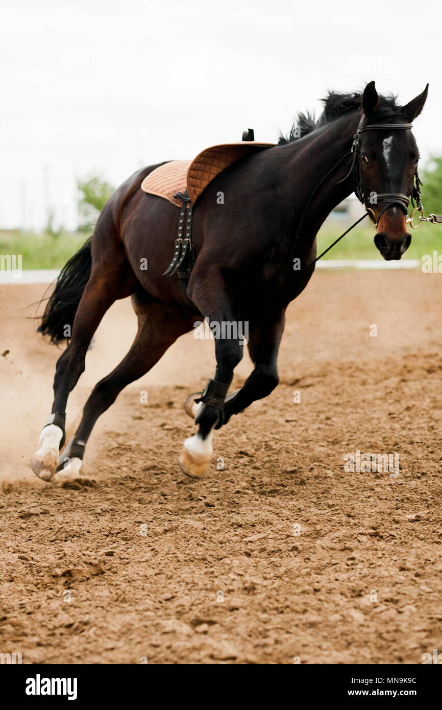 Horse walking in the paddock spring day Stock Photo - Alamy