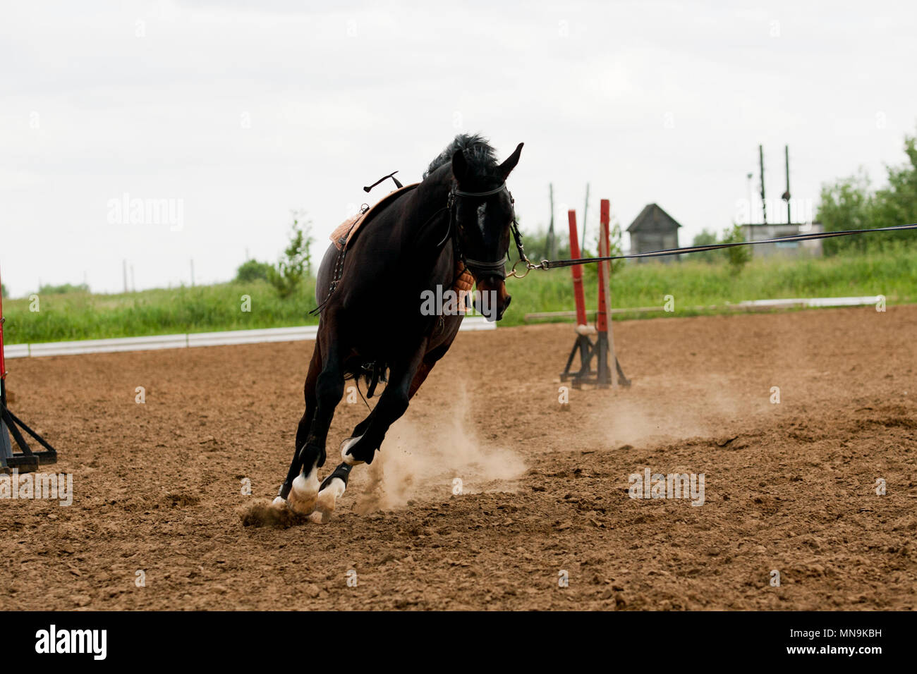 Horse walking in the paddock spring day Stock Photo - Alamy