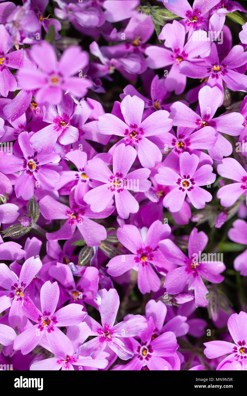 Vertical photo with detail of carpet created by pink and purple phlox flowers. Blooms with colorful leaves fills complete space of picture. Stock Photo
