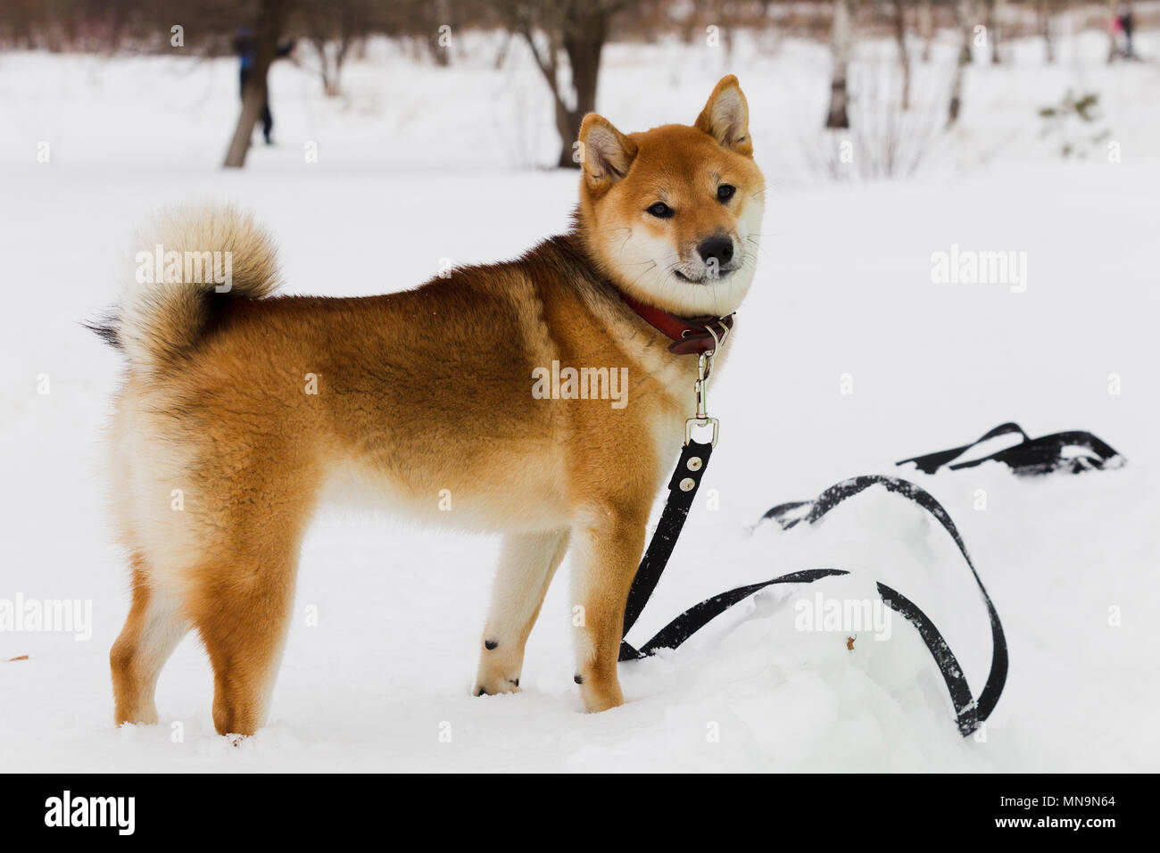 Japanese Dog Breed Shiba Inu on snow background winter cloudy day, natural light Stock Photo