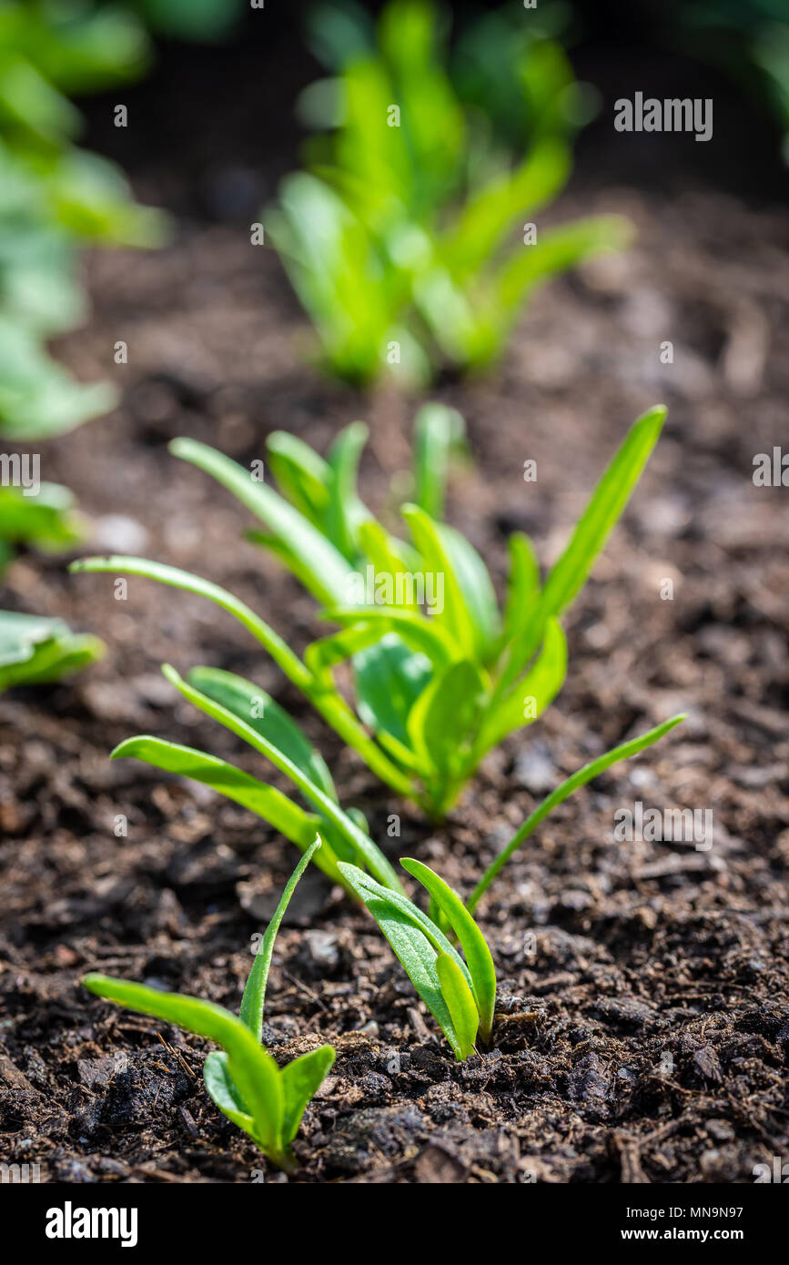 Vertical photo with several fresh plants grow from soil and sown in a line. Plants  are young baby spinach and have thin bright green leaves. Soil is  Stock Photo