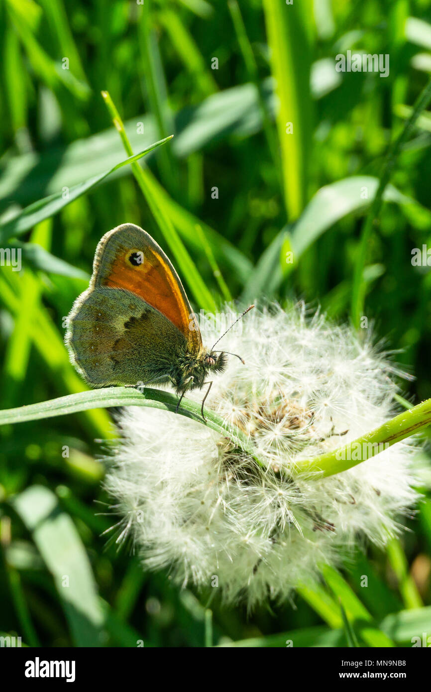 Vertical photo of small butterfly. Insect is perched in green grass in front of faded dandelion with white fluff. Bug has hairy body and head with nic Stock Photo