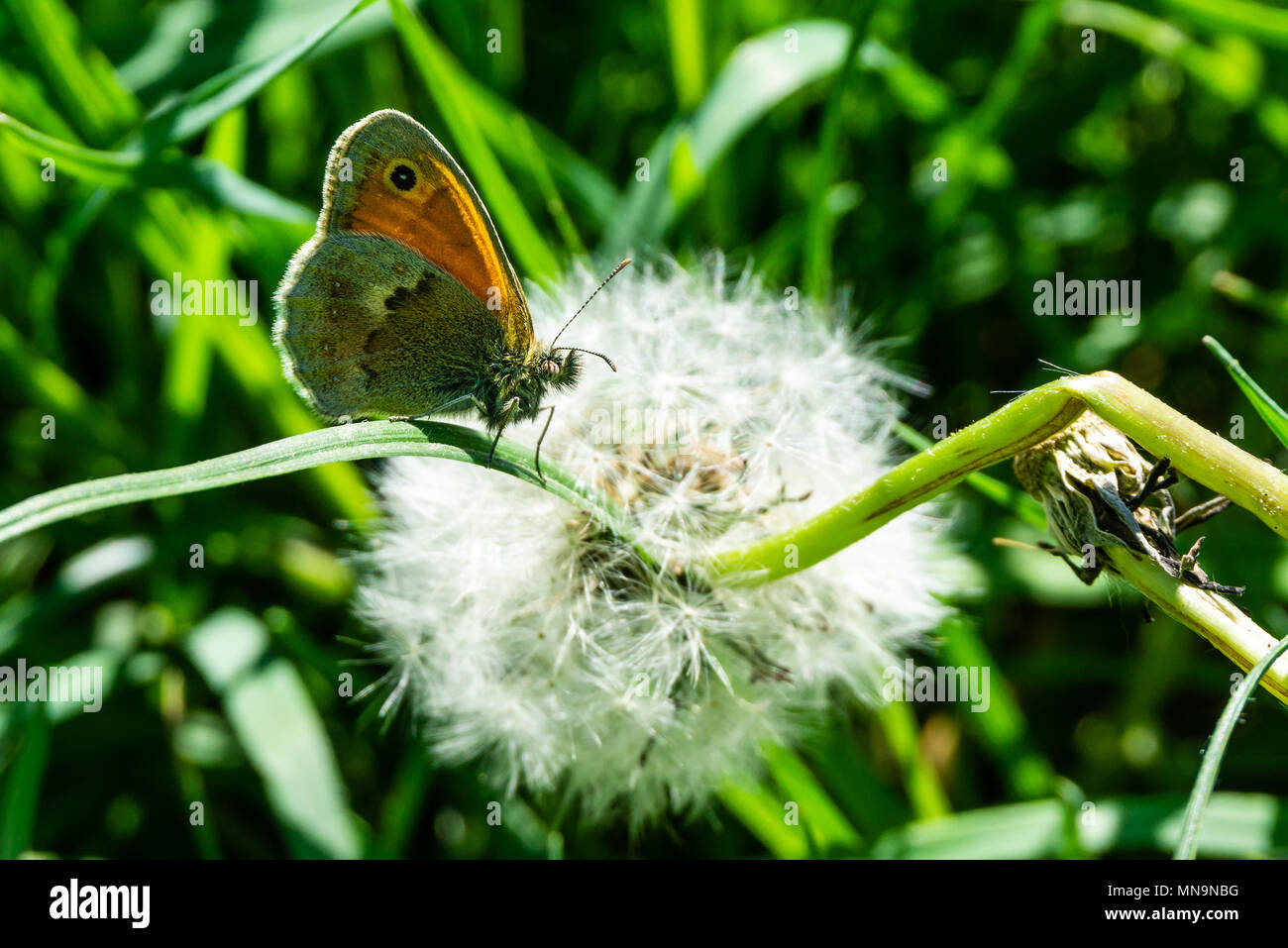 Horizontal photo of small butterfly. Insect is perched in green grass in front of faded dandelion with white fluff. Bug has hairy body and head with n Stock Photo