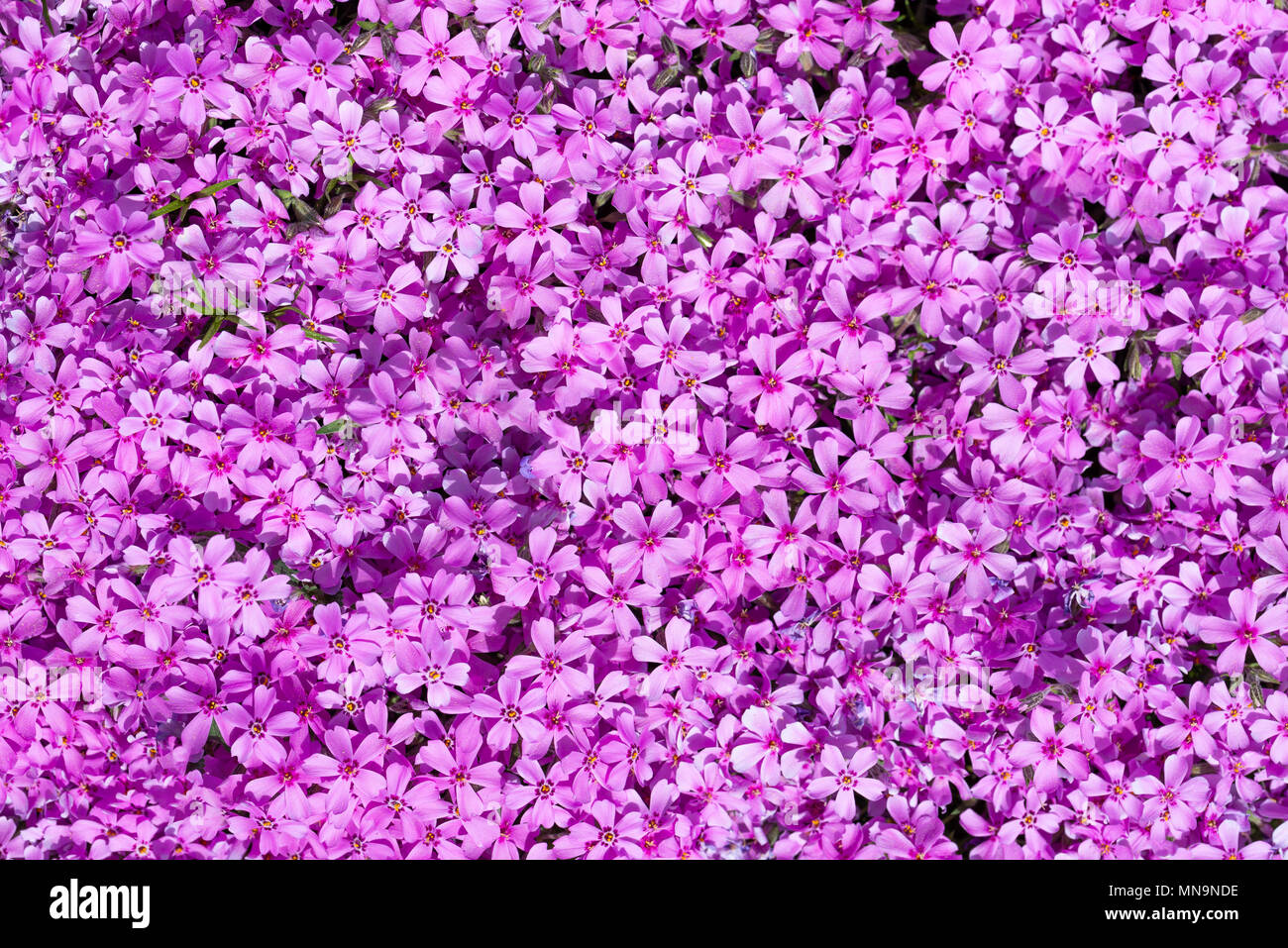 Horizontal photo with carpet created by pink and purple phlox flowers. Blooms with colorful leaves fills complete space of picture. Stock Photo