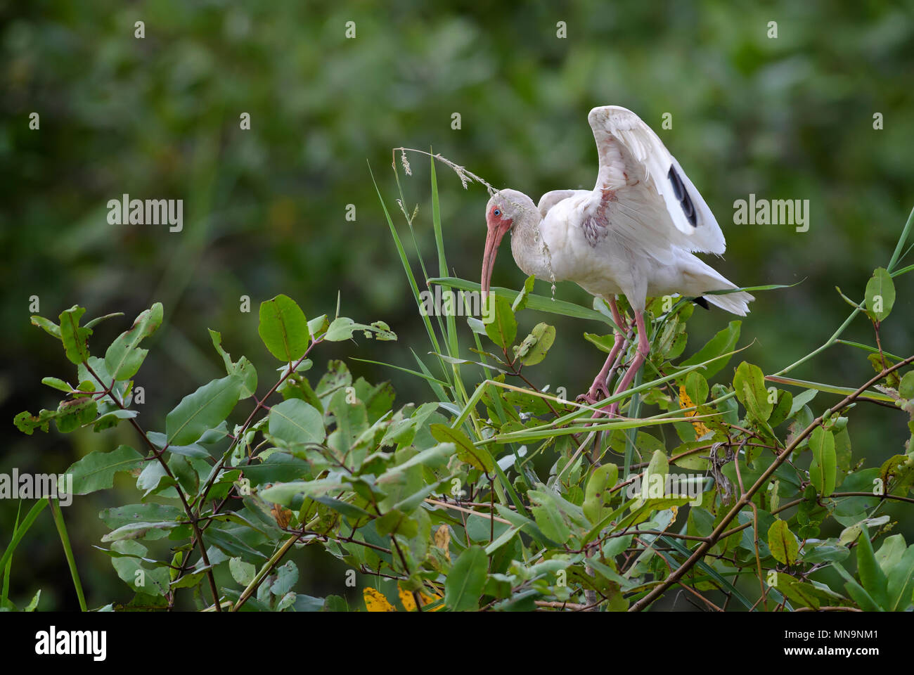 White Ibis - Eudocimus albus, medium size bird from New World wetlands, Costa Rica. Stock Photo