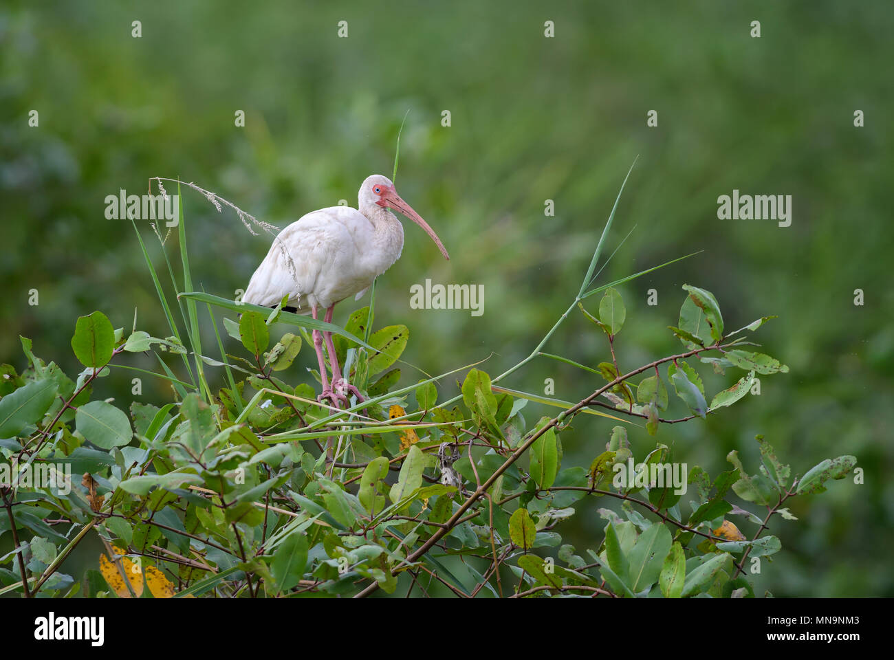 White Ibis - Eudocimus albus, medium size bird from New World wetlands, Costa Rica. Stock Photo