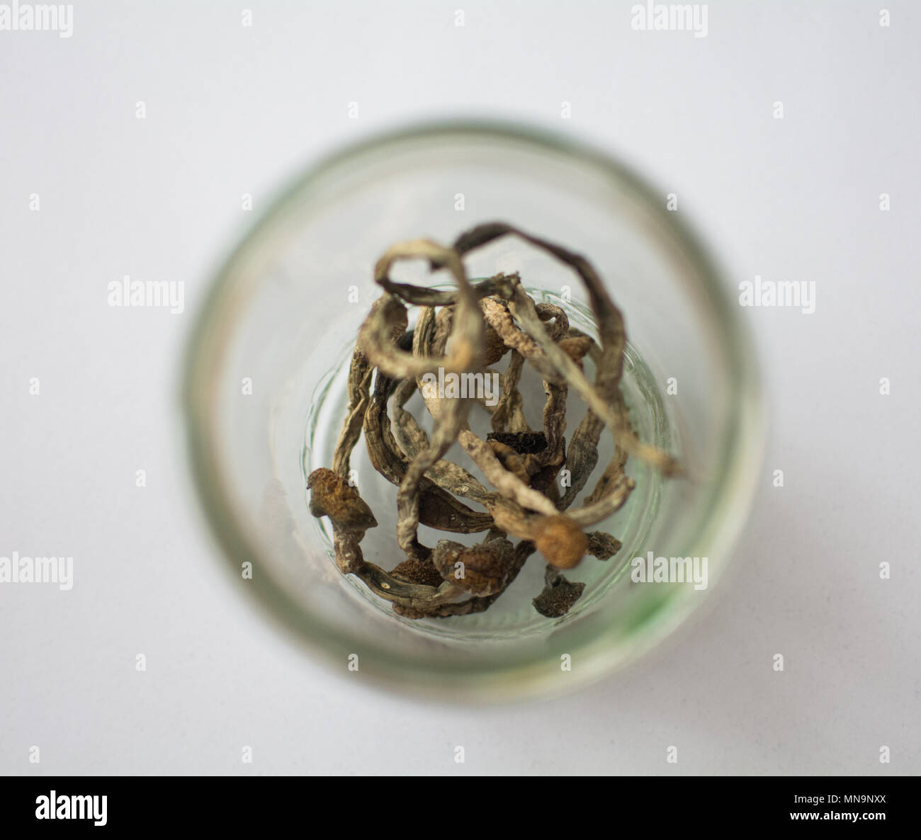jar full of hallucinogen magic mushrooms, psilocybe semilanceata Stock Photo