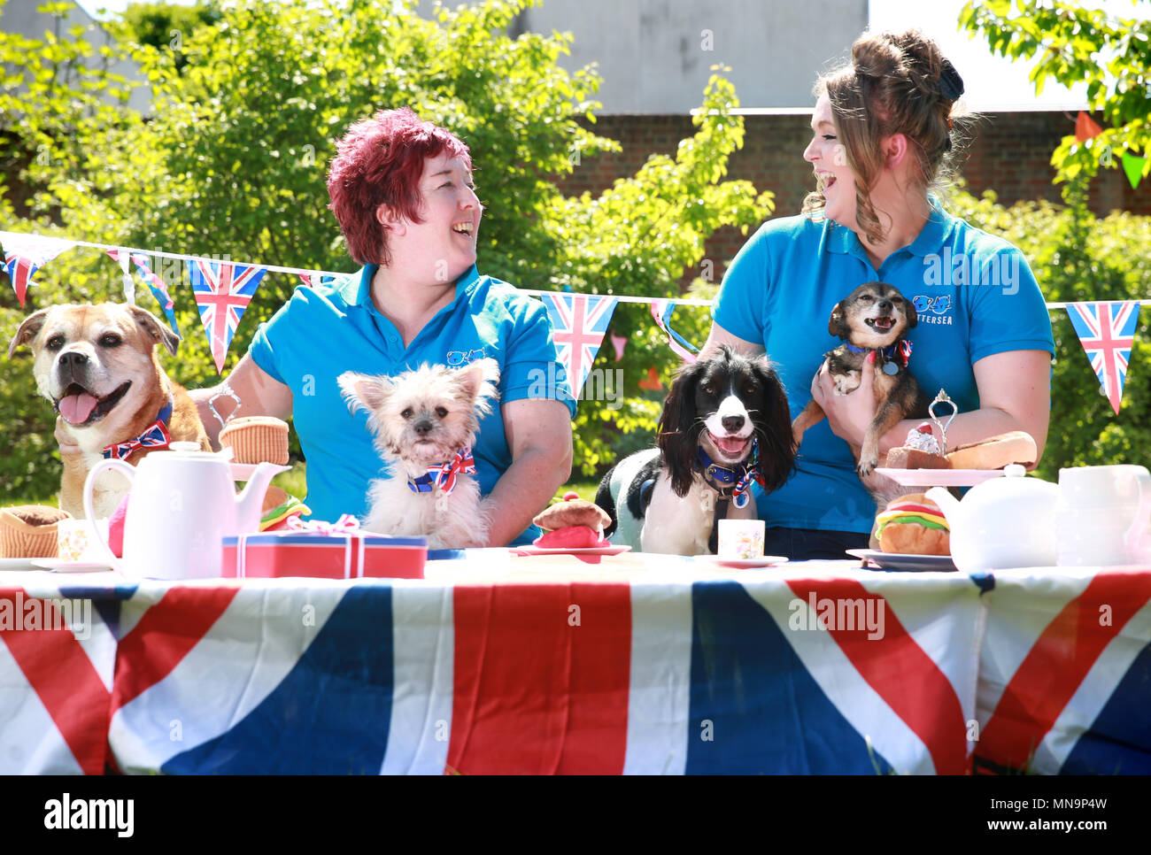 Battersea Dogs & Cats Home staff Ali Taylor (left) and Katrina Gould and dogs from the charity's Old Windsor centre (left to right) Lola (mongrel), Olive (Bichon Frise cross), Jet (Cocker Spaniel) and Anya (Chihuahua) take part in a street party to celebrate the upcoming royal wedding, Tuesday May 15, 2018. EDITORS NOTE: This photo may only be used for editorial reporting purposes for the contemporaneous illustration of events, things or the people in the image or facts mentioned in the caption. Reuse of the picture may require further permission. Stock Photo