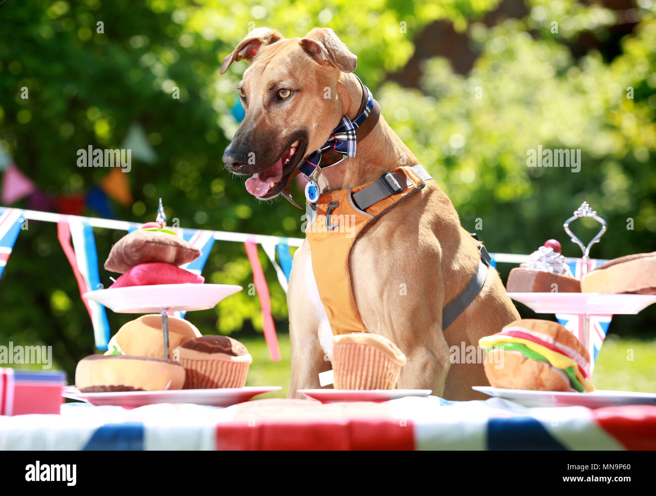Loki (Lurcher) as Battersea staff and dogs hold a street party at the charity's Old Windsor centre to celebrate to celebrate the upcoming Royal Wedding, Tuesday May 15, 2018. EDITORS NOTE: This photo may only be used for editorial reporting purposes for the contemporaneous illustration of events, things or the people in the image or facts mentioned in the caption. Reuse of the picture may require further permission. Stock Photo