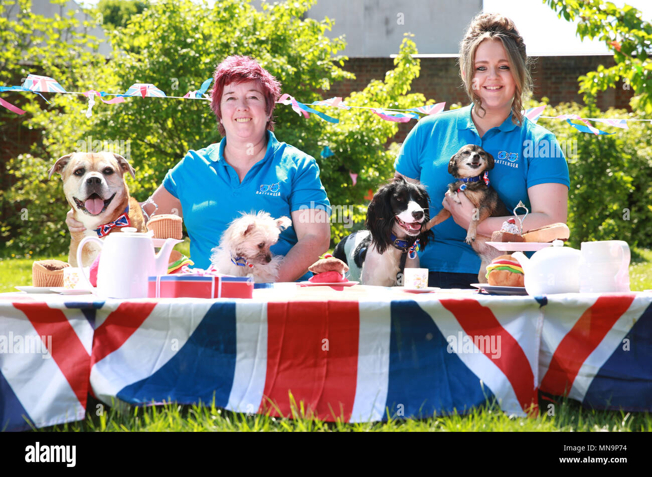 EDITORIAL USE ONLY Battersea Dogs & Cats Home staff Ali Taylor (left) and Katrina Gould and dogs from the charity's Old Windsor centre (left to right) Lola (mongrel), Olive (Bichon Frise cross), Jet (Cocker Spaniel) and Anya (Chihuahua) take part in a street party to celebrate the upcoming royal wedding, Tuesday May 15, 2018. EDITORS NOTE: This photo may only be used for editorial reporting purposes for the contemporaneous illustration of events, things or the people in the image or facts mentioned in the caption. Reuse of the picture may require further permission. Stock Photo