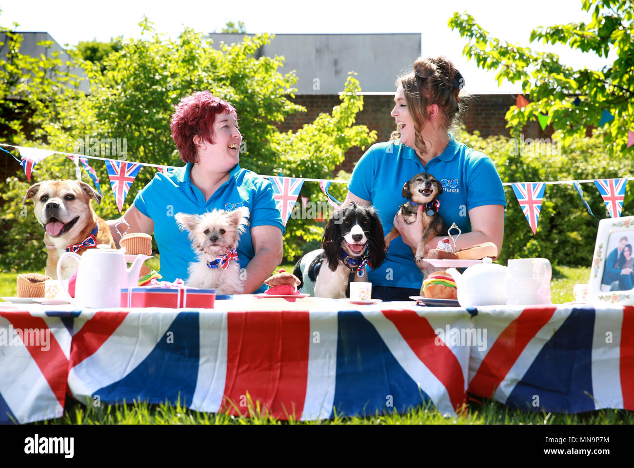 EDITORIAL USE ONLY Battersea Dogs & Cats Home staff Ali Taylor (left) and Katrina Gould and dogs from the charity's Old Windsor centre (left to right) Lola (mongrel), Olive (Bichon Frise cross), Jet (Cocker Spaniel) and Anya (Chihuahua) take part in a street party to celebrate the upcoming royal wedding, Tuesday May 15, 2018. EDITORS NOTE: This photo may only be used for editorial reporting purposes for the contemporaneous illustration of events, things or the people in the image or facts mentioned in the caption. Reuse of the picture may require further permission. Stock Photo