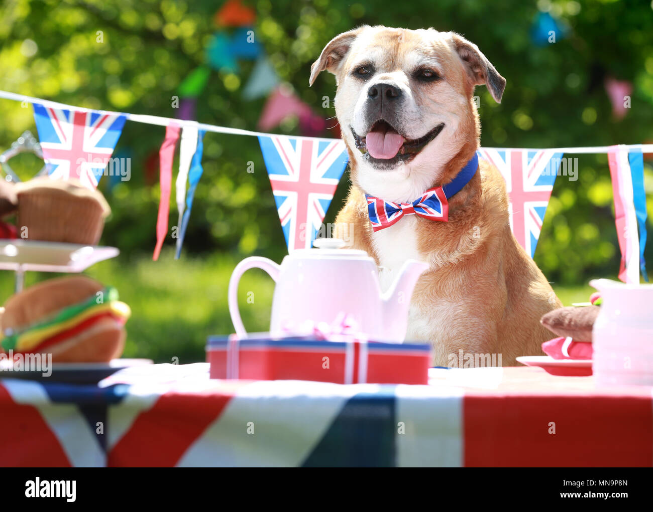Lola (Mongrel) as Battersea staff and dogs hold a street party at the charity's Old Windsor centre to celebrate to celebrate the upcoming Royal Wedding, Tuesday May 15, 2018. EDITORS NOTE: This photo may only be used for editorial reporting purposes for the contemporaneous illustration of events, things or the people in the image or facts mentioned in the caption. Reuse of the picture may require further permission. Stock Photo