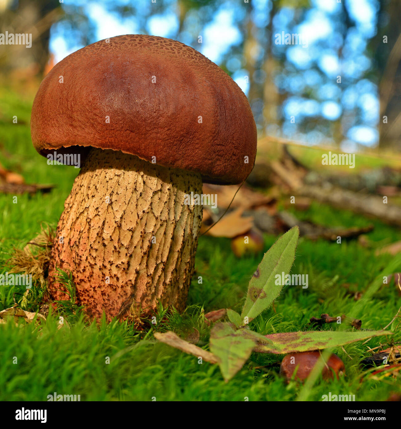 suillellus luridus mushroom, known as the lurid bolete Stock Photo Alamy