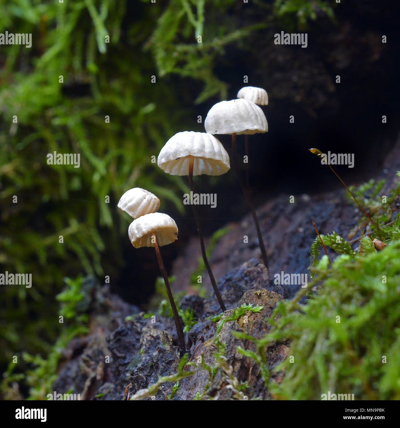 marasmius rotula mushroom, also known as pinwheel mushroom Stock Photo