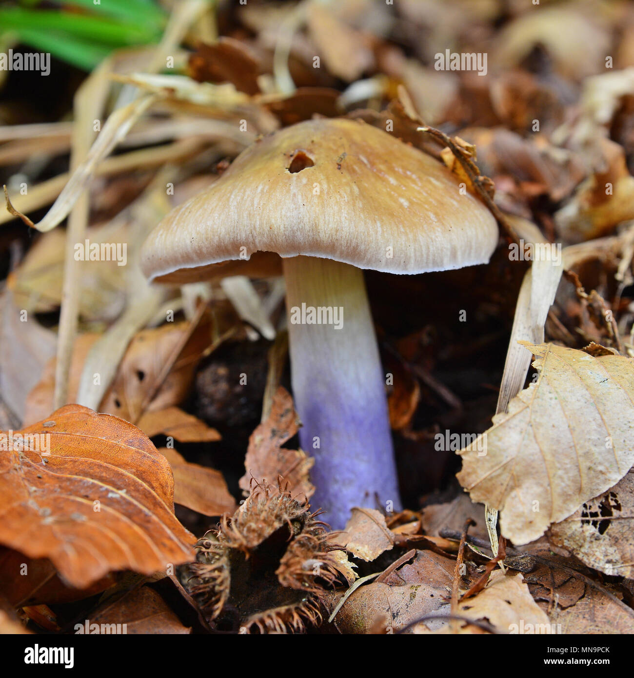 Cortinarius stillatitius mushroom in the forest Stock Photo