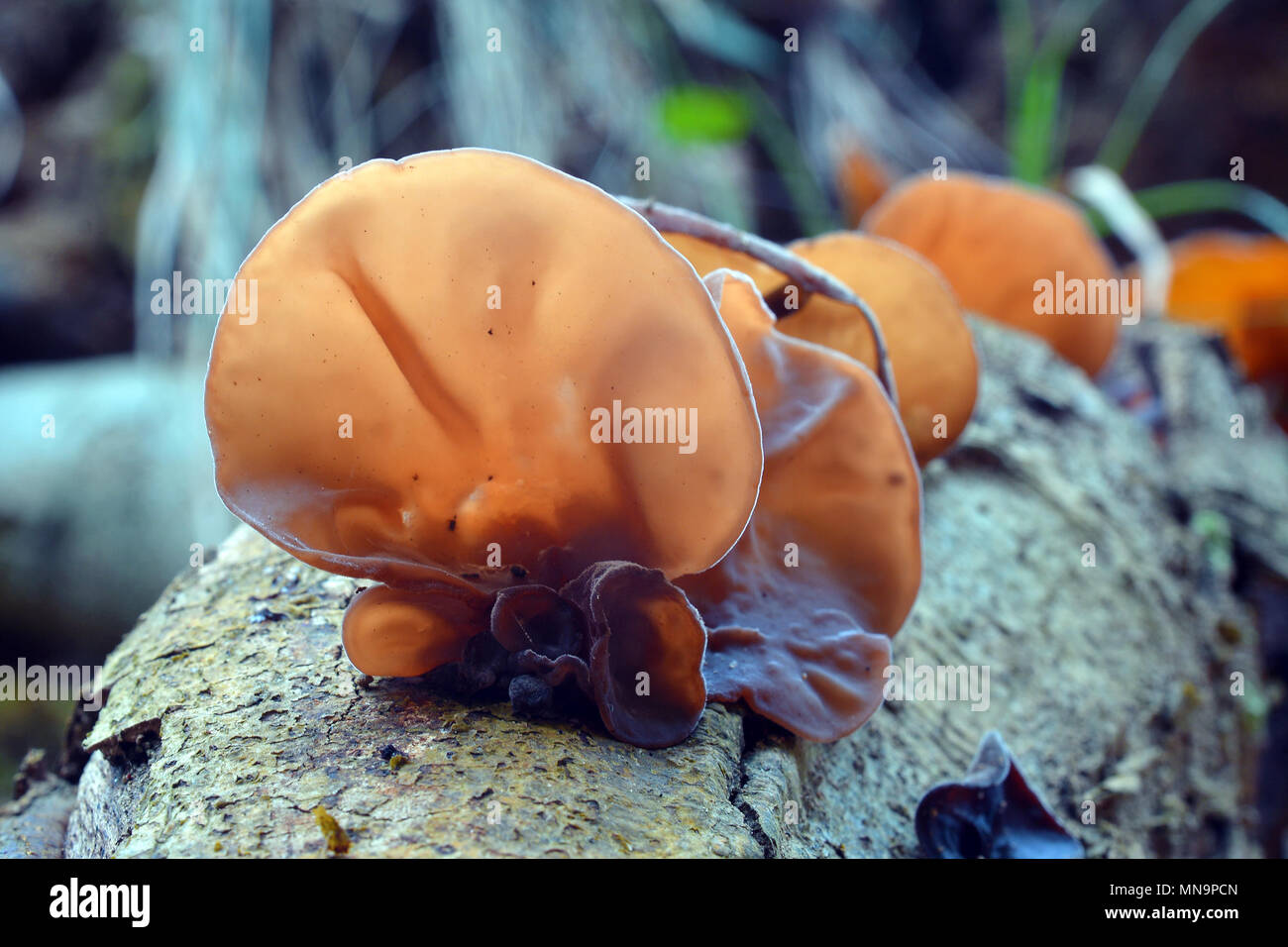 auricularia auriculajudae mushroom, known as the Jew's ear, wood ear
