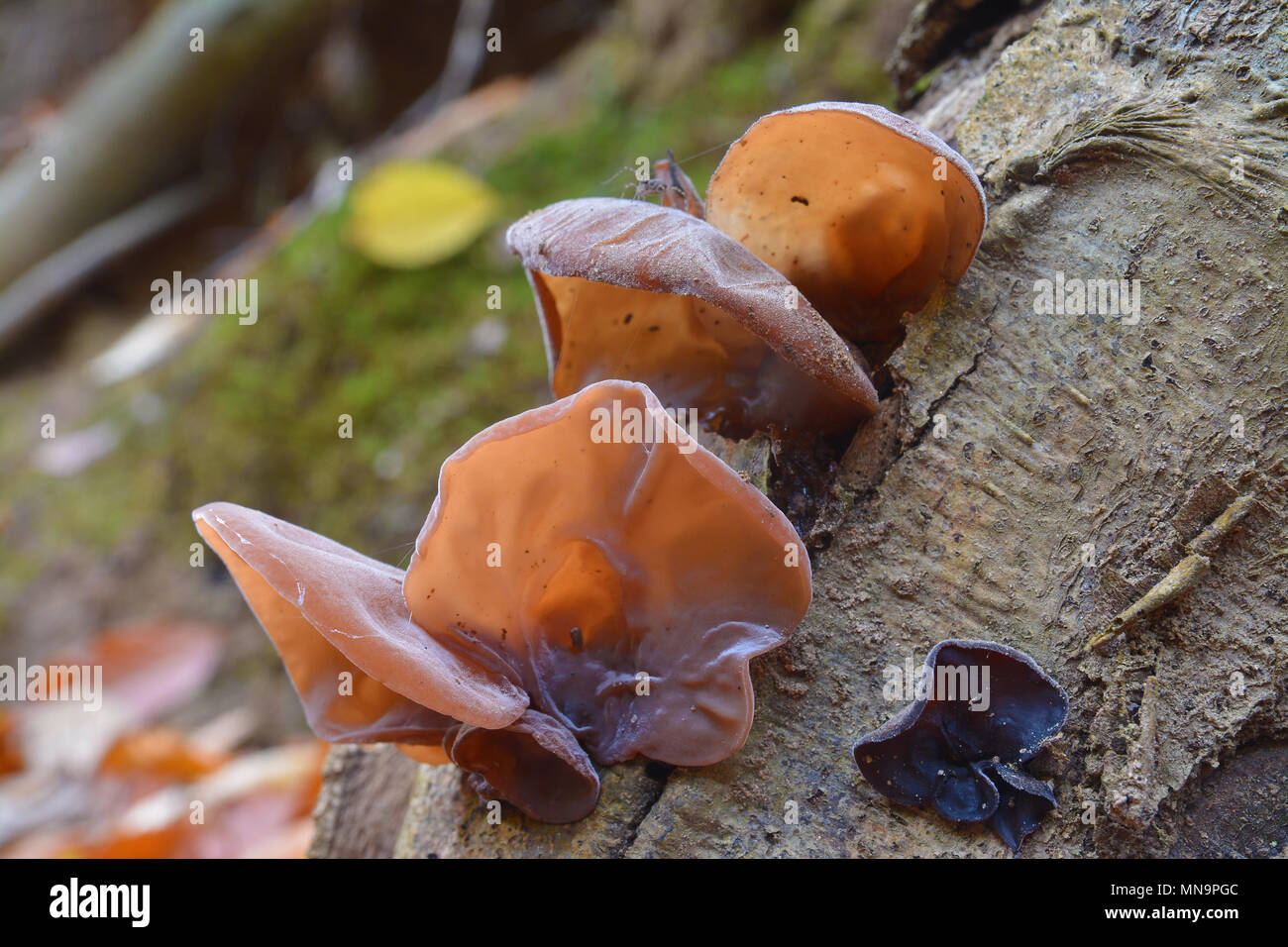 Jew's Ear (Wood) Mushroom A Beauty Booster With Multiple