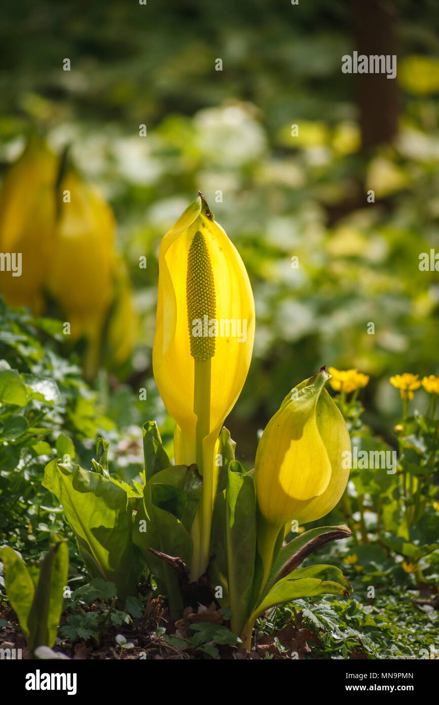Lysichiton americanus (yellow skunk cabbage, American skunk-cabbage) with flower spike growing in wetlands in Beth Chatto's garden, Colchester, Essex Stock Photo