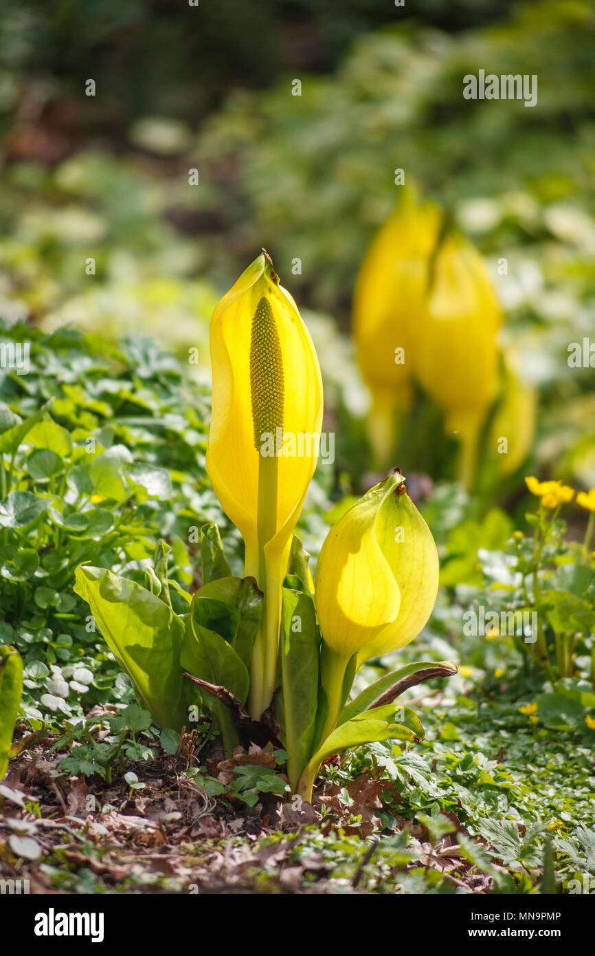 Lysichiton americanus (yellow skunk cabbage, American skunk-cabbage) with flower spike growing in wetlands in Beth Chatto's garden, Colchester, Essex Stock Photo