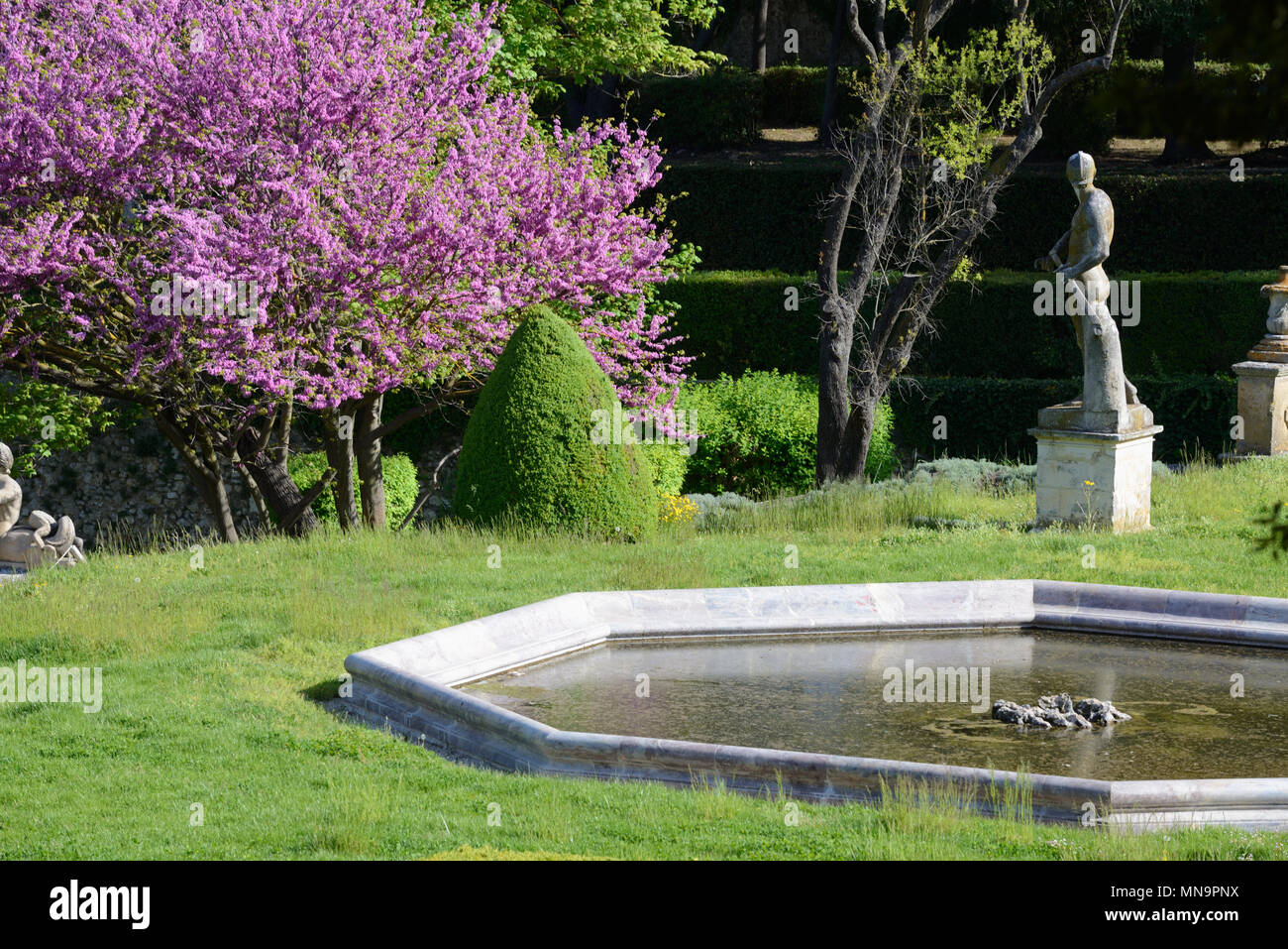 Jardins d'Albertas and Flowering Judas Tree, Bouc-Bel-Air, near Aix-en-Provence Provence France Stock Photo