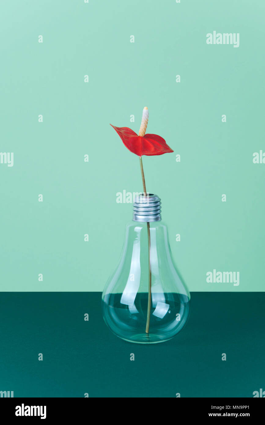 Red Anthurium flower in vase on green background. Copy space Stock