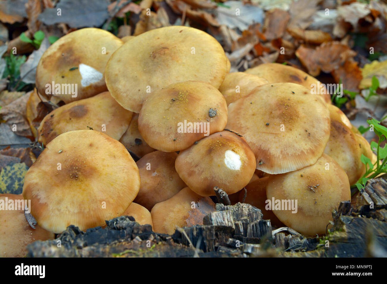 armillaria gallica mushroom cluster on a tree stump Stock Photo