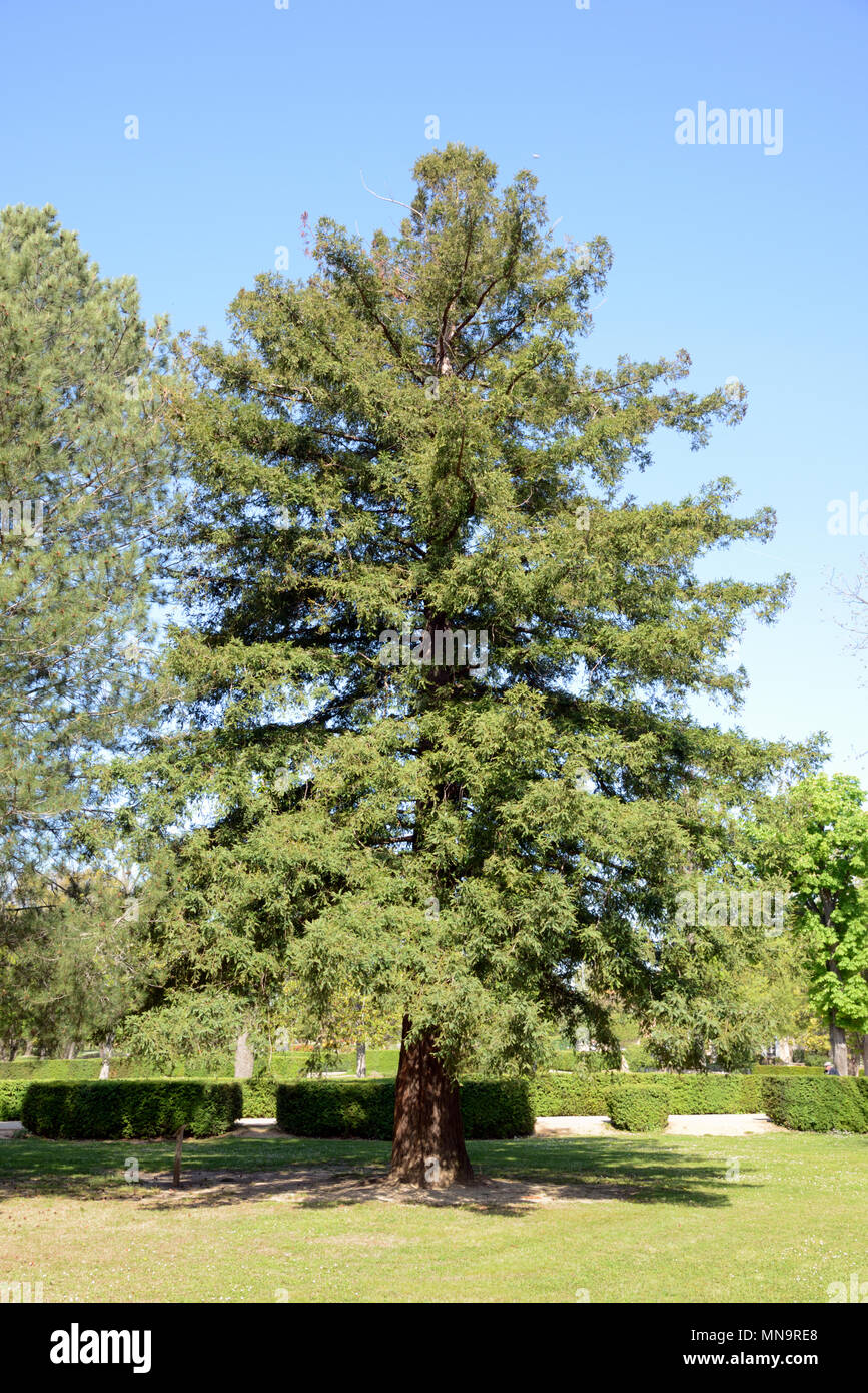 Cedar Tree in Saint Mitre Park or Garden Aix-en-Provence France Stock Photo