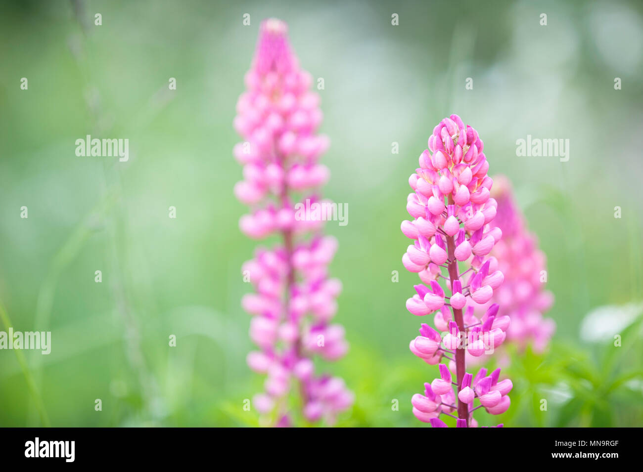 Lupines in the meadow Stock Photo