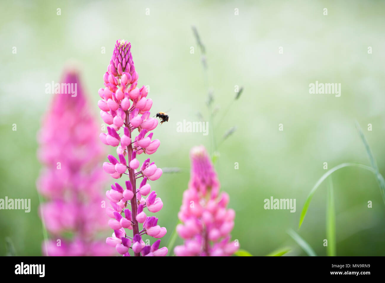 Pink lupines in the meadow Stock Photo