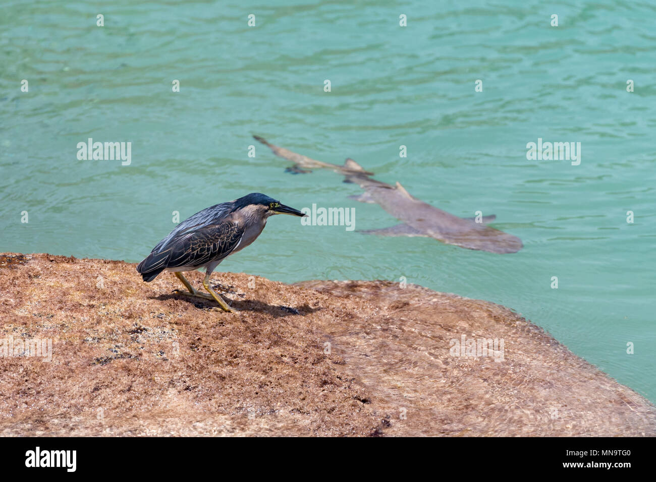 Striated Heron warily watching a sicklefin lemon shark in the