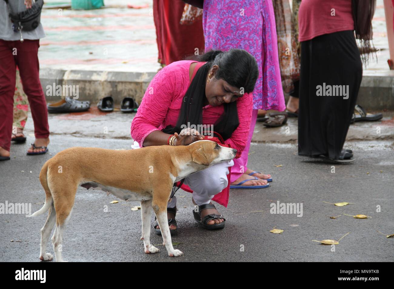 Indian doggy hi-res stock photography and images - Alamy
