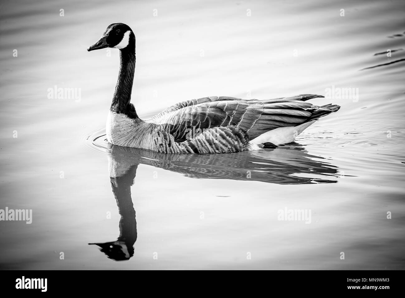A greylag goose (Anser anser) swimming on a lake with reflections. Bodenham Lakes, Herefordshire. Stock Photo