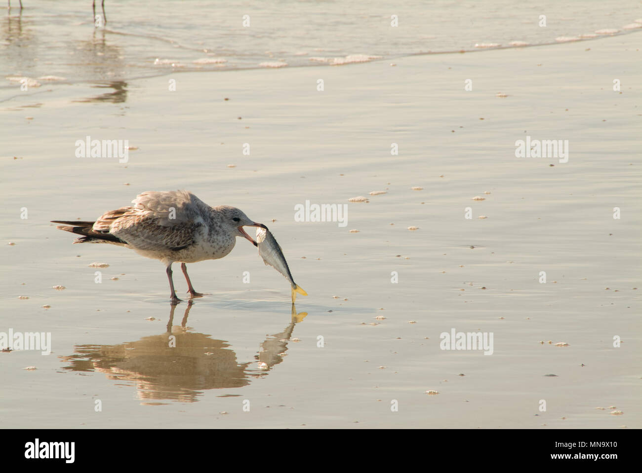 Seagull eating fish on beach in Cocoa Beach Florida beach Stock Photo