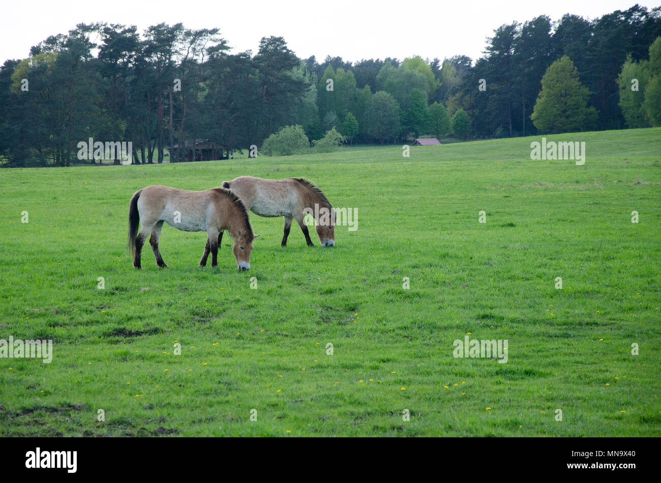 two horses eating together in green landscape Stock Photo