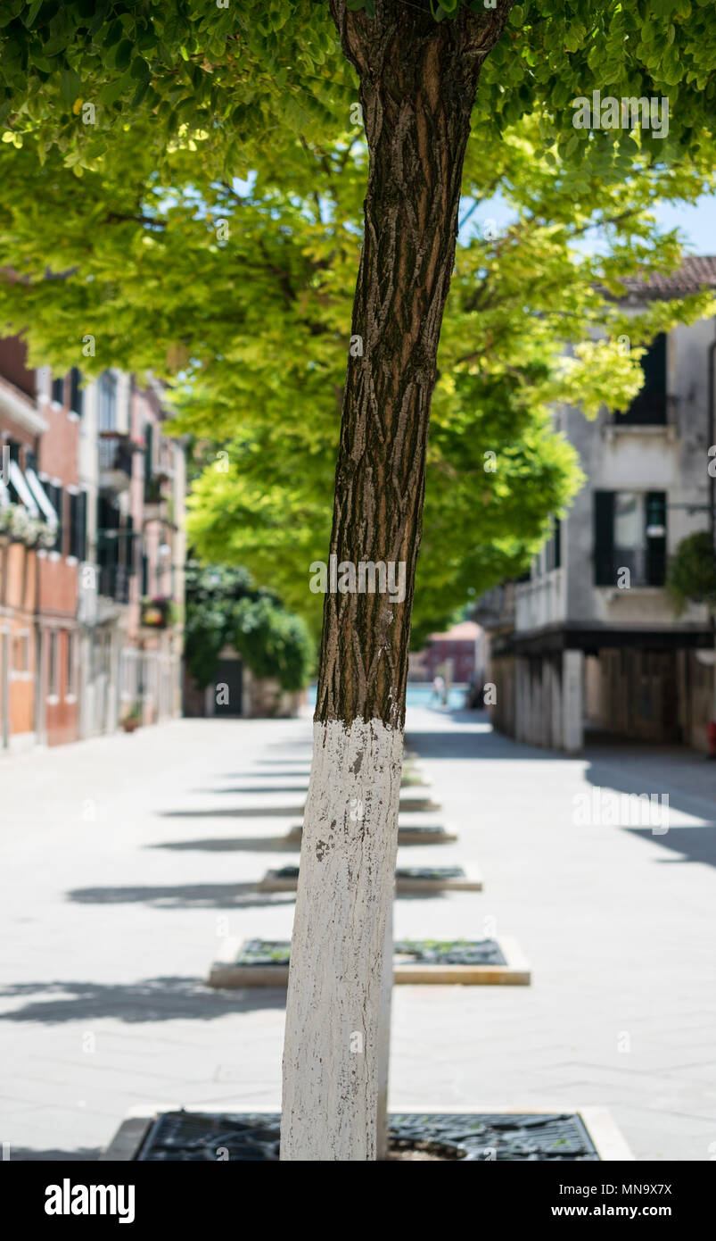 Row of trees in a Venetian street. Stock Photo