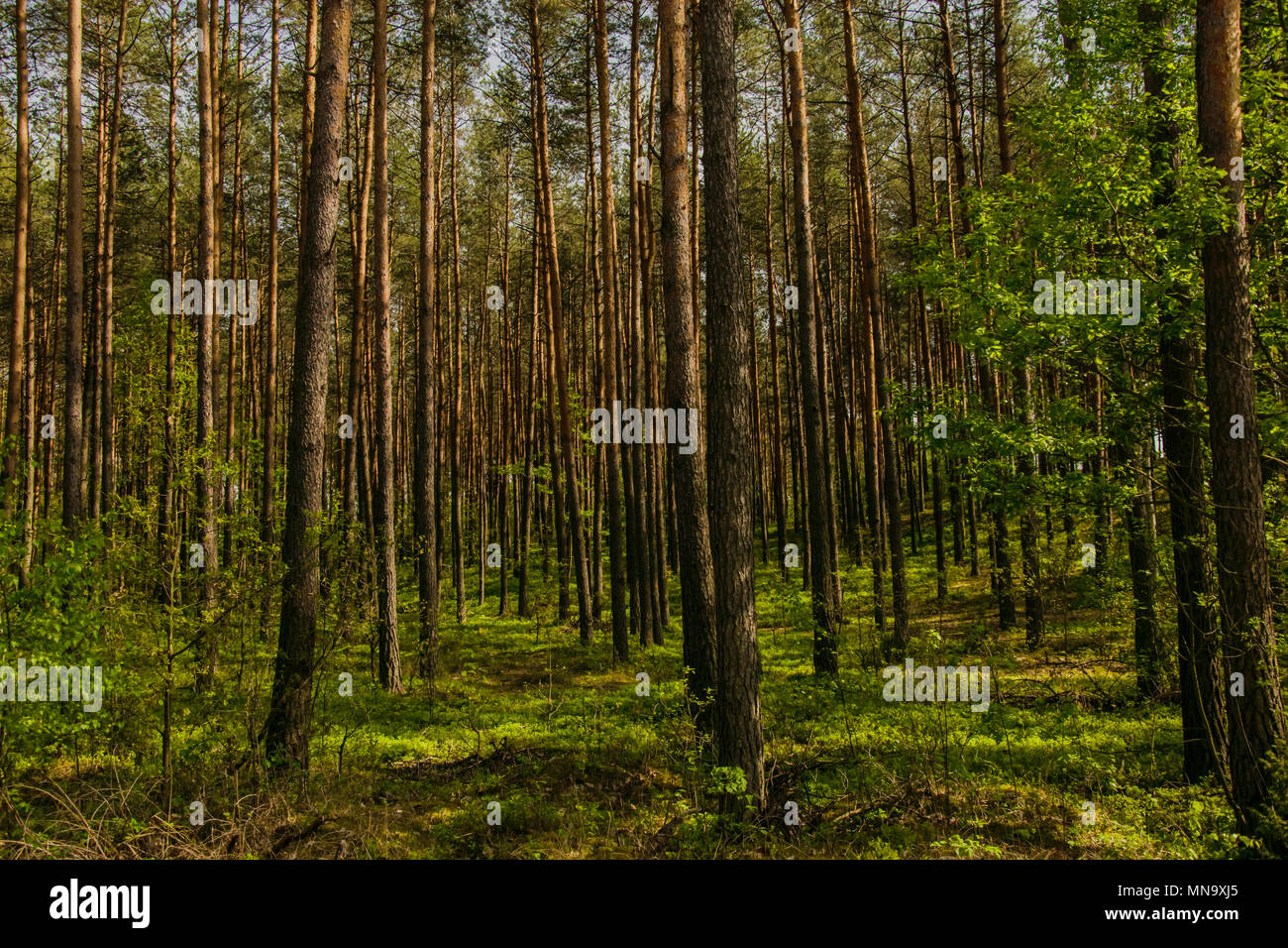 Mysterious trees inside the magical forest Stock Photo - Alamy