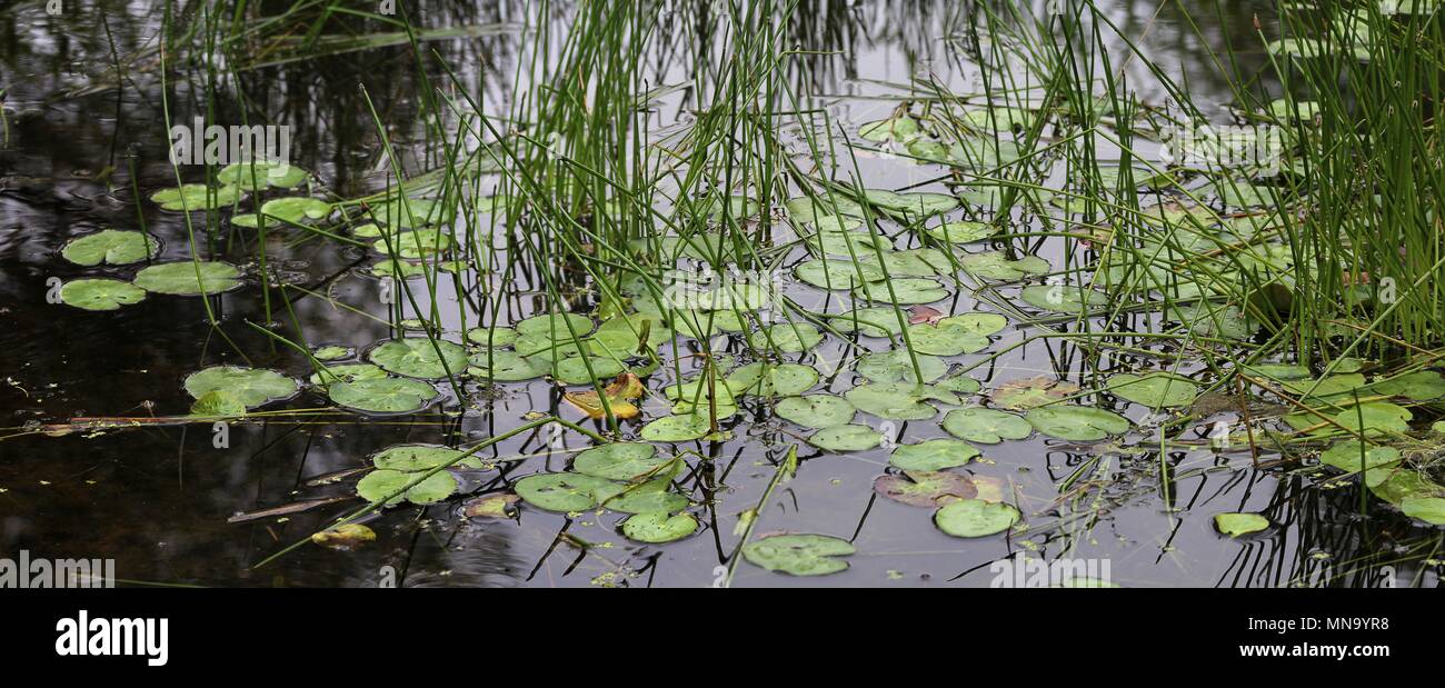 surface reflections on a pond with water lilies in summer Stock Photo
