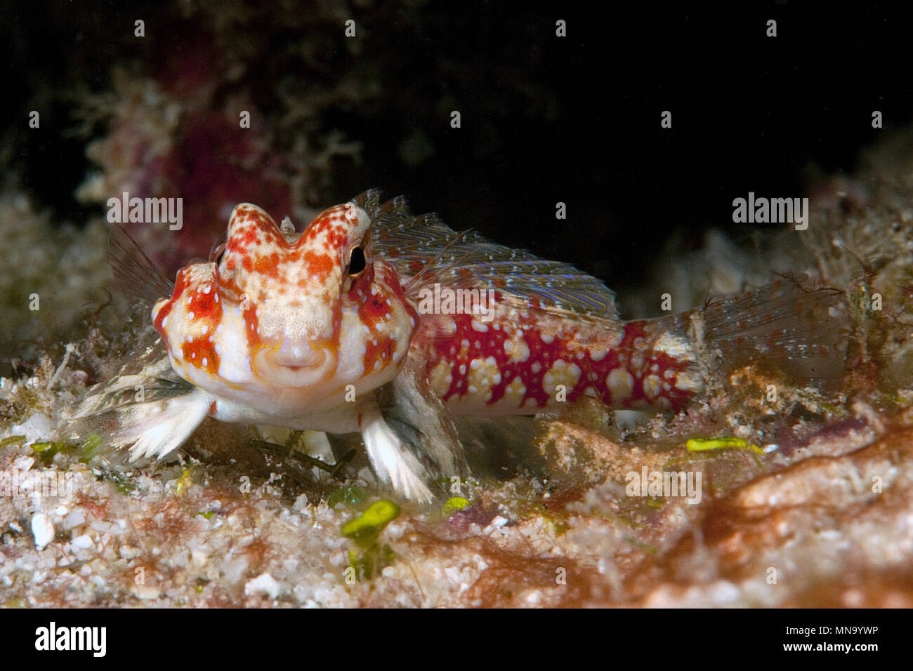 Dragonet, Leierfisch (Synchiropus marmoratus), Pazifik Stock Photo